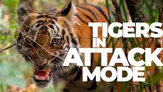 Tigers In ATTACK Mode | Pauni Gate Safari