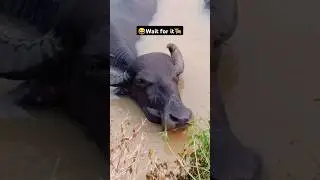 😍Happy Buffalo😂😍🐂 #trending #shorts