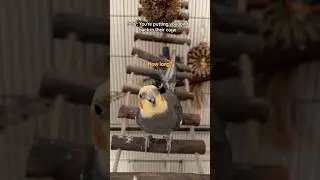 I&rsquo;m sorry, Yums! I have to go to work! #cockatiel #bird #parrot
