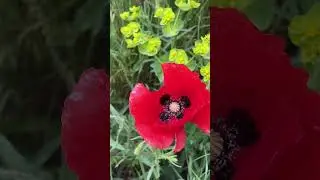 Mohnblume. Coquelicot. Макова квітка. Мак.