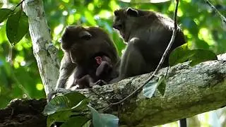 Tobias need milk for now | Baby monkey Tobias sure want to love | ToMa busy not now for baby so