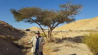 Acacia Tree known in Hebrew as Shittah