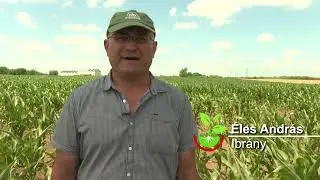 Amalgerol® kukoricában Éles András
