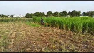 Multipurpose reaper all types of crops and grass including Lemon Grass reaper Diesel Price:140000