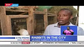 Rabbits in the City: Meet Nairobi youths that have invested in Rabbit rearing