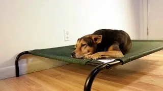 coolaroo elevated pet bed review