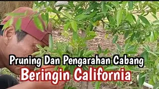 Pruning Dan Pengarahan Cabang Bonsai Beringin California Gabung @PakdheAgung790 #ab-294 #bonsai