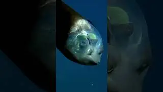 The Pacific barreleye fish (Macropinna)