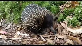 Echidna rustling through the leaves by Collins Flat Beach