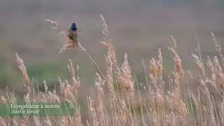 GorgeBleue &agrave; miroir (Luscinia svecica) - Bluethroat