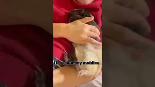 The Cutest Flip You&rsquo;ll See Today 🐹💕 #GuineaPig #BellyRubs #CuteAnimals