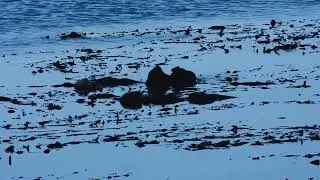 Morro Bay Sea Otter Bath! - Short  #nature #cute #animals #ocean #relaxing #calm #otterlyadorable