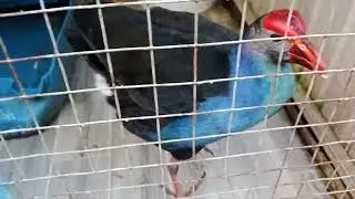 Anh em nào có chăn nuôi xin liên hệ qua số điện thoại 083 635 8411