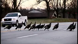 Flocks of Wonderful Wild Turkeys Cross the Road