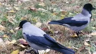 Две семьи ворон не могут поделить добычу. Шумные разборки / 2 crow clans clash over prey. Loud calls