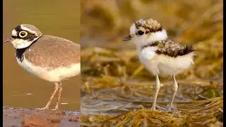 Little ringed plover | Juvenile | AravindManoj