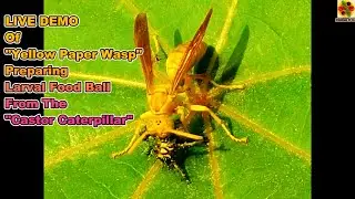 Yellow Paper Wasp Hunting Castor Butterfly Caterpillar Processing Into Larval Food Ball. Larvae Food