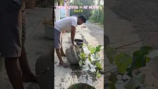Grow lotus at home🏡🪷Part 4🩷#simplykusuma #lotus #plants #lotusflower #garden #gardening #minivlog