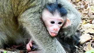 Congratulations, Old Mother Monkey Oliver Just Give Birth Cute Baby, 18/05/2020.
