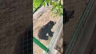 #machiya safari park #punjabisong