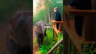 The Elephant Sanctuary That Teaches Humans Humanit || #shorts #thailand #pattaya  #pattayanightlife