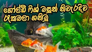 Goldfish care sinhala