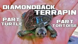 The DIAMOND Studded Turtle Tortoise - Diamondback Terrapin - Animal a Day