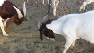 Goat Fight
