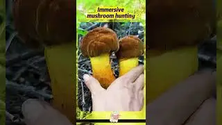 Immersive mushroom hunting#asmr #unzip #Picking mushrooms#reduced pressure