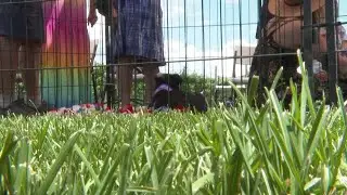 Palisade winery hosts Lavender & Labradors event