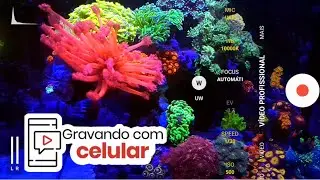 Veja como eu faço gravações de CORAIS, PEIXES e AQUÁRIOS utilizando o CELULAR. *Vídeo Profissional*