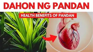 Grabe Pala Ang Benepisyo Ng Pandan | 18 Health Benefits Of Pandan Leaves