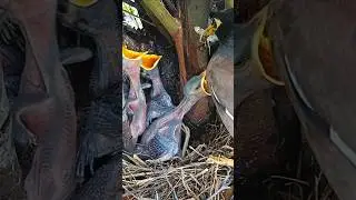 Hungry Myna Chicks Get Fed by Their Loving Mom (p4)#viral #trending #shorts #ytshorts