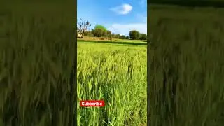 Nature | Greenery #youtubeshorts #shorts #travel #vlog  #chemistry #green #views #tourism #nature