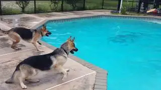 German Shepherd Dives Into Swimming Pool