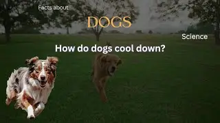 Dog Fact 99 - How do dogs cool down?