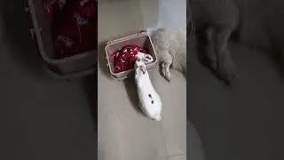 Dog 🐶 Rabbit 🐰 lover #shorts #vute#ill dogi & rabbit #unhappy #no eating #trending #viral