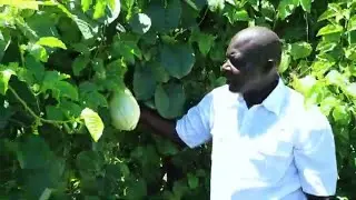 INTEGRATED FRUIT FARMING AS AWAY TO FIGHT CLIMATE CHANGE