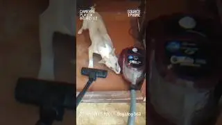 Bull Terrier VS vacuum cleaner | Funny Dog Vlog poor quality #dogvlog #bullterrier #funnydogsvideos
