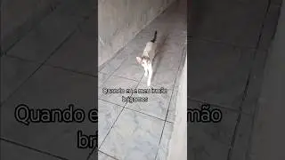 #funny #comedy #satire #freecomedy #cat #memes #animaislindos #shorts #fofo