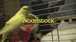Budgie Adventures 1