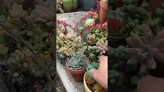 Succulent Tips: Cutting Off Flowers To Prevent Pest Infestation 🪴 #succulents #suculentas