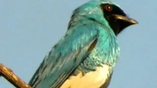 Swallow Tanager