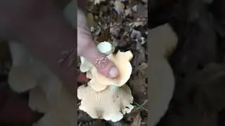 beautiful Hydnum Repandum  #mushroom #nature #fungi #foraging