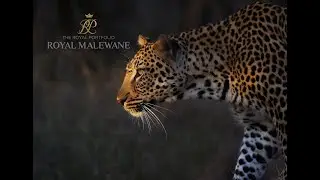 🦁 Luxury Safari in South Africa | Wildlife at Royal Malewane &ndash; Secrets VIP Travel  🇿🇦