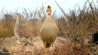teetar hunding sound 💞 teetR ringtone 💞 teetR ka ladai teetar voice grey francolin partridge shikar 