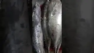 Satisfying Fresh Tulingan Fish #satisfying #delicious #tulingan #fish #pinoyfood #shorts #trending