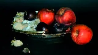 decomposing still life