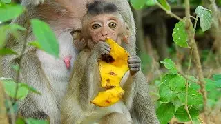 Very appetite blind Vigo is too hungry so she try to grab food with mom but Vegas really greedy mom