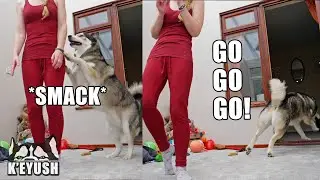 My Husky Smacks Me And Runs Off Laughing!